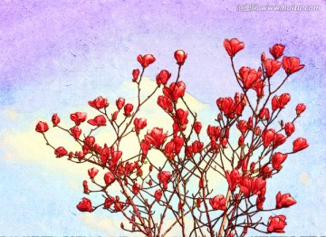 玉蘭花油畫