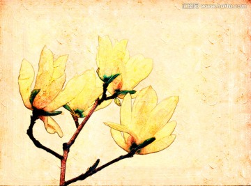 牡丹花油畫