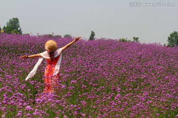 马鞭草 女人