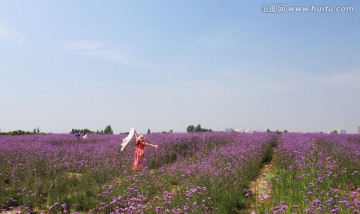 马鞭草 风景