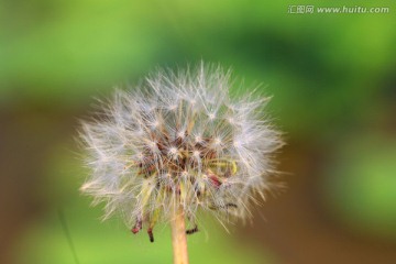 蒲公英的翅膀