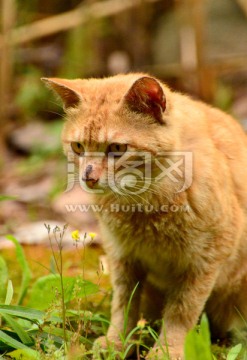 黄色野猫