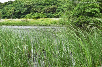 湿地风光 清新初夏