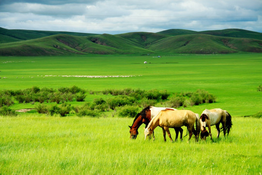 夏季草原上的马群
