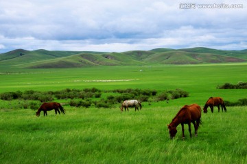 夏季草原牧场上的马群