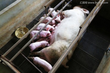 母猪喂奶