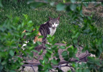 猫咪