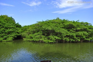 獨(dú)木成林
