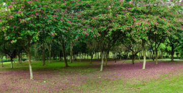 洋紫荆花树林