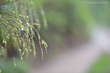 雨中小草