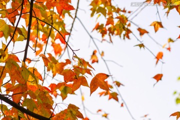 枫叶背景底纹