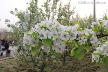 盛开的梨花