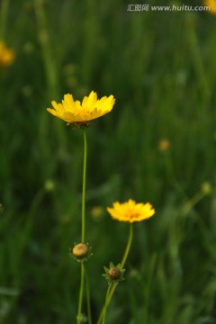 剑叶金鸡菊