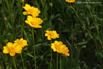 金黄色的小花