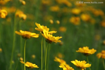 剑叶金鸡菊