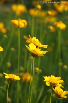 剑叶金鸡菊