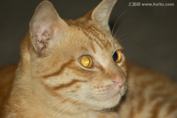 金色猫瞳