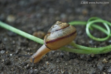 蜗牛与藤蔓
