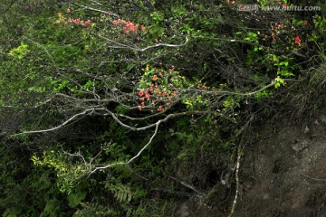 杜鹃花