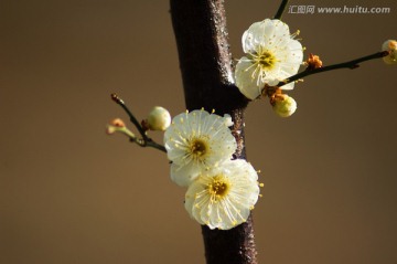 梅花