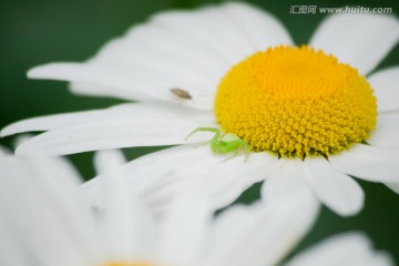 白色的菊花与蜘蛛