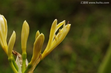 彼岸花的花朵