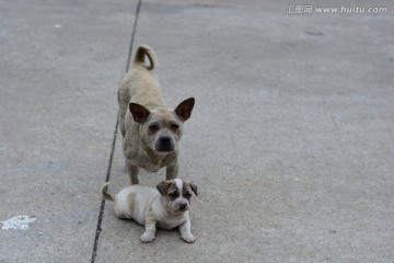 母狗和小狗