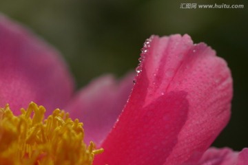 芍药花高清特写