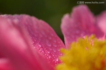 芍药花高清特写