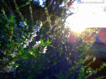 樱桃花