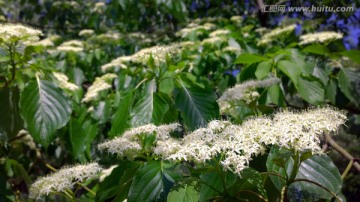 小白花