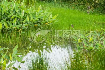 郫县云桥湿地水草