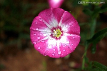 喇叭花 牵牛花