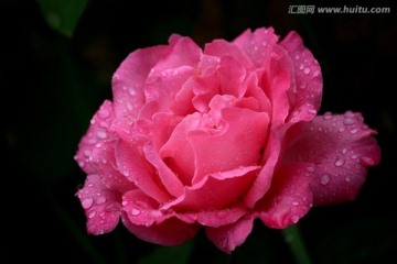 雨中玫瑰 月季