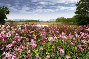 丁香花