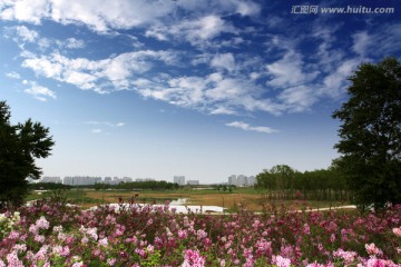 丁香花 高尔夫球场