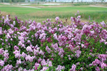 丁香花 高尔夫球场