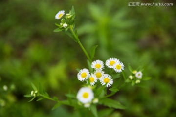 野菊花