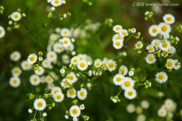 野菊花