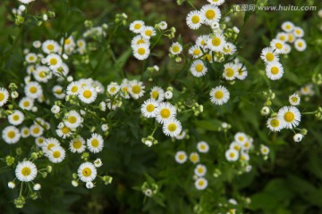 野菊花