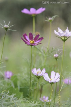 路边小花