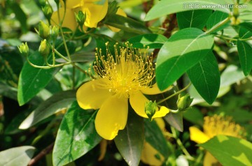 金丝桃花