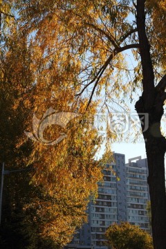 柳树 树木 秋天