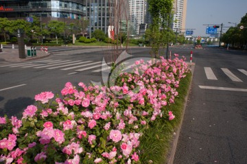 城市道路绿化带