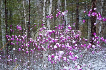 杜鹃花雪景