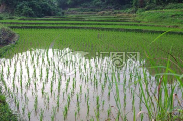 水稻田