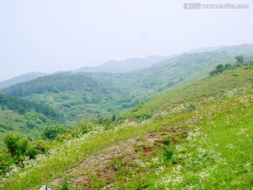 开满野菊花的山坡