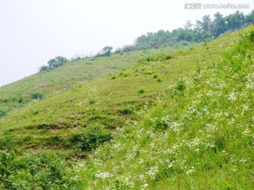 开满野菊花的山坡