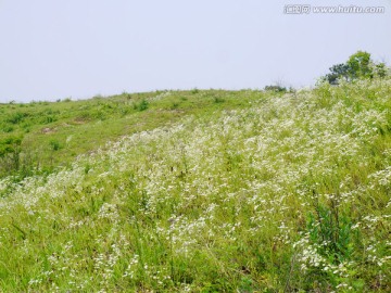 开满野菊花的山坡