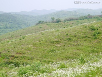 开满野菊花的山坡